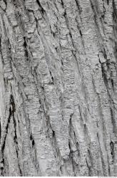 Photo Textures of Tree Bark